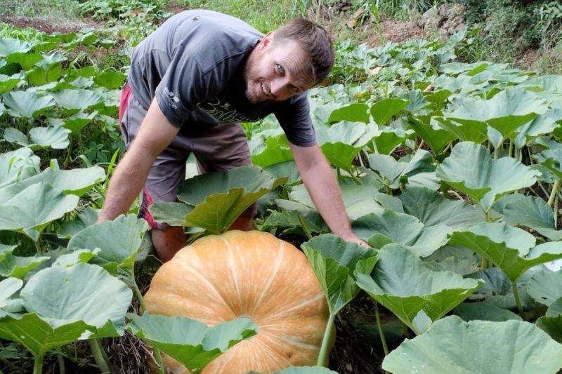 Produtor de SC colhe abóbora gigante com mais de 70 kg