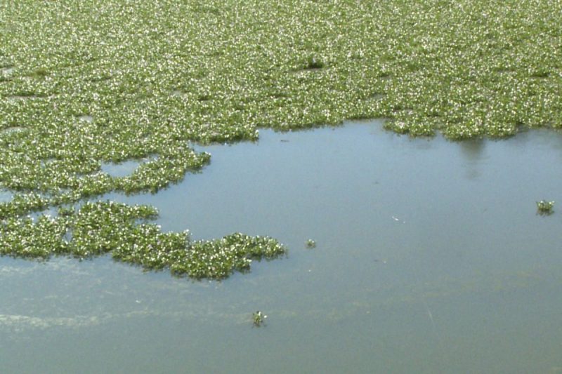 O que é o ‘tapete verde’ que se formou no Rio Irani em Chapecó?