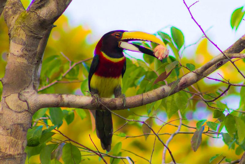 Araçari-de-pescoço-vermelho comendo eu seu habitat