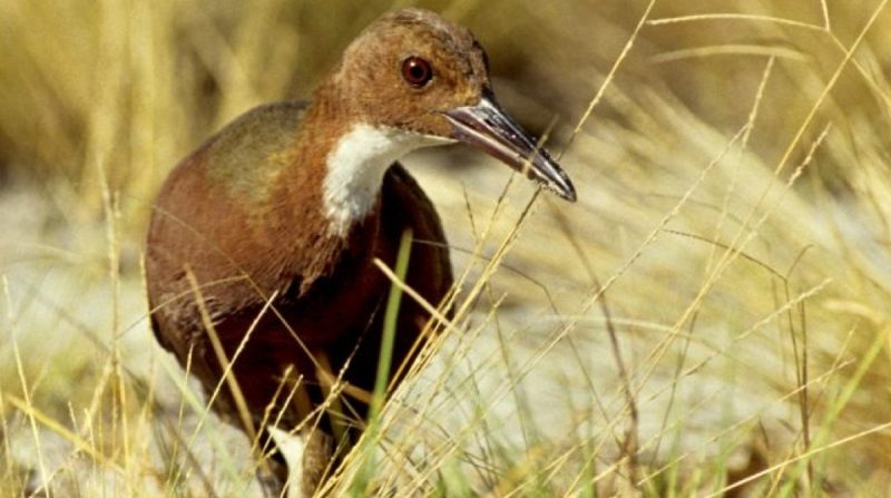 Pássaro conhecido como Aldabra Rail na natureza