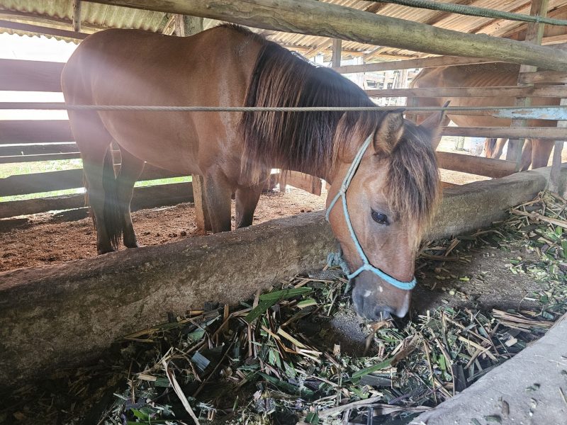 Foto mostra cavalo marrom que aguarda pela adoção