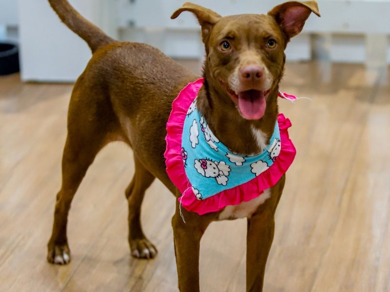 Cachorro em feira organizada para adotar um pet