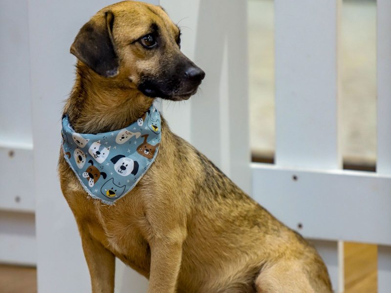 Cachorro sentado em feira de adoção