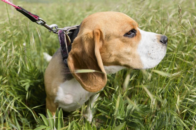 A imagem mostra um cão da raça Foxhound-inglês.