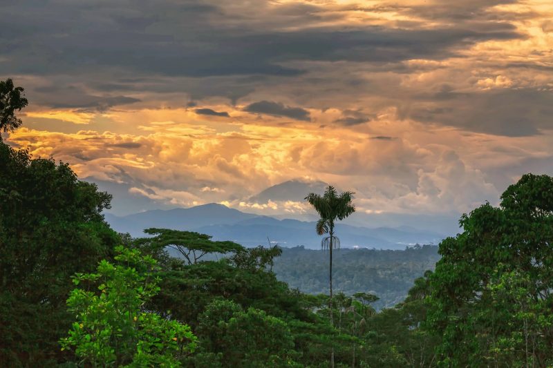 Floresta amazônica equatoriana