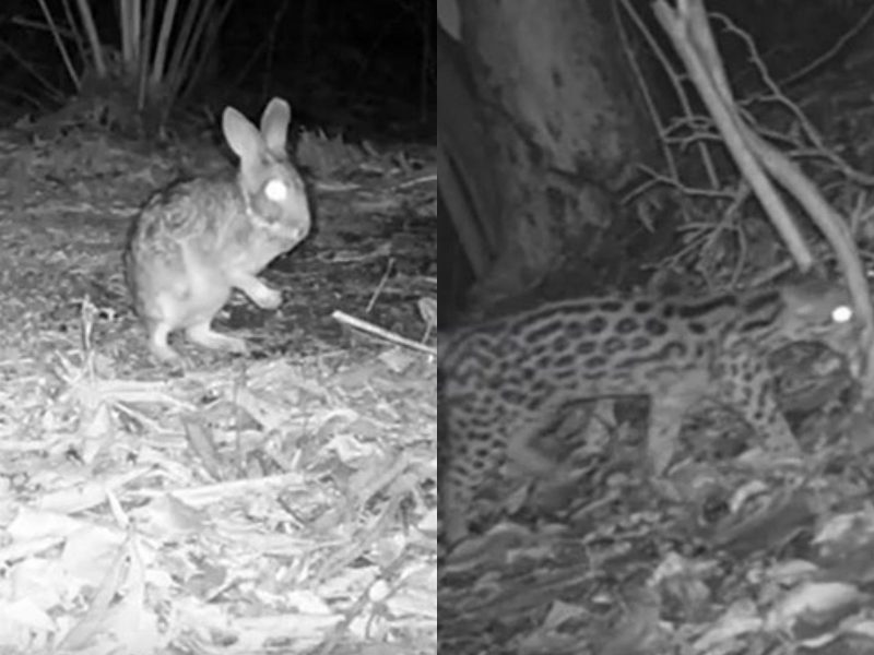  Imagens inéditas de animais registrado por armadilhas fotográficas no Rio de Janeiro