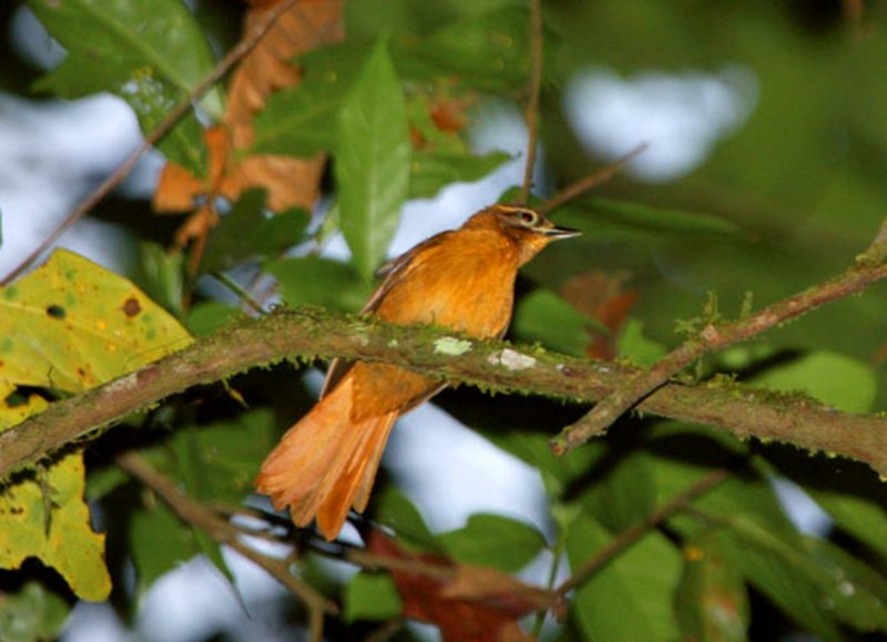 Gritador-do-nordeste representando um dos animais considerados extintos no Brasil