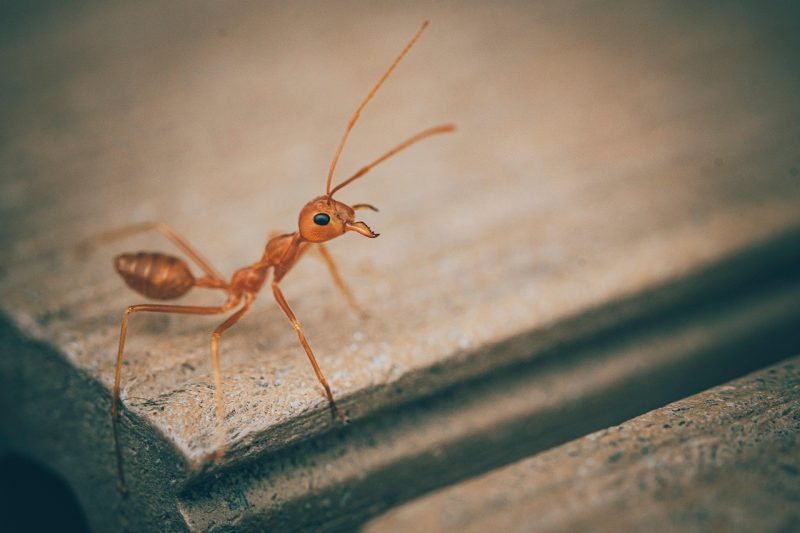 Casa infestada de formigas? Marcia Sensitiva revela o significado