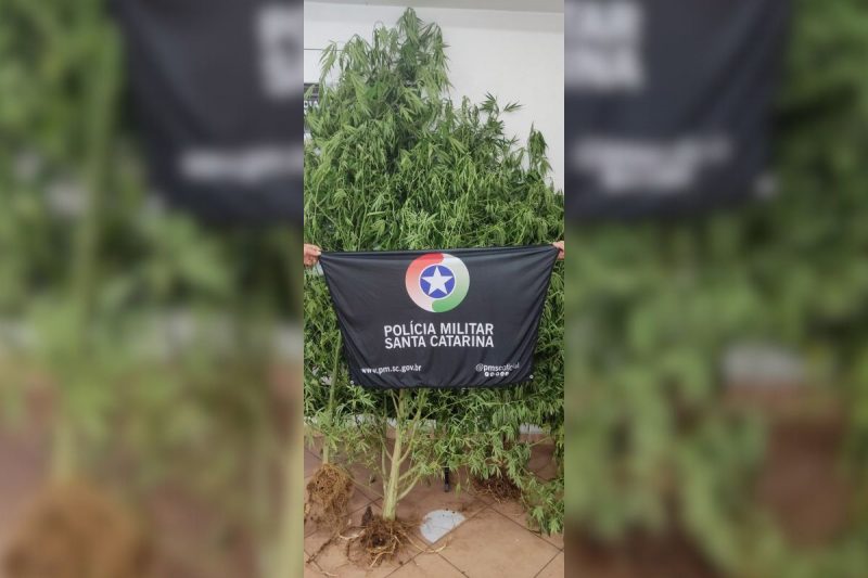 Polícia encontra plantação de maconha e duas pessoas são presas em SC