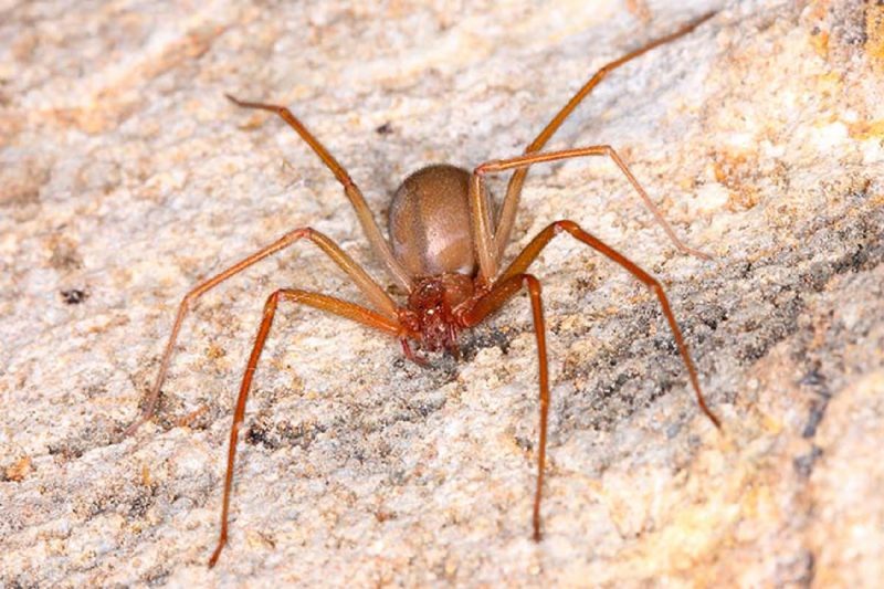 Curiosidades sobre a aranha-marrom: espécie em cima de pedra 