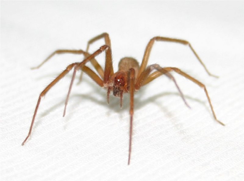 Aranha-marrom em cima de tecido branco vista de perto