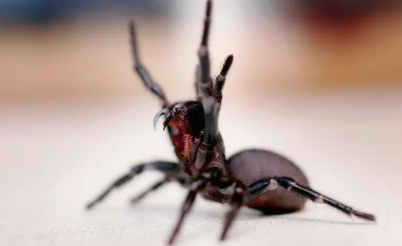 Aranha-teia-de-funil com as patas para cima