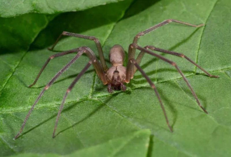 Aranha violinista em uma planta