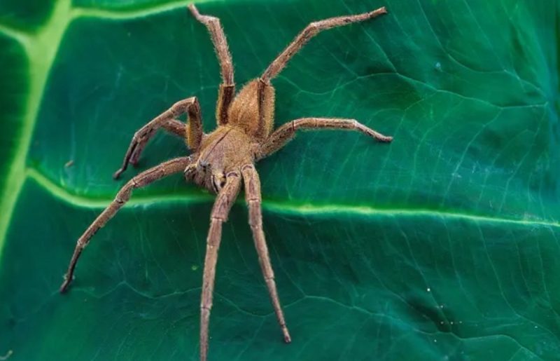 Aranha armadeira em uma planta