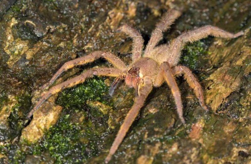 Aranha armadeira em uma pedra