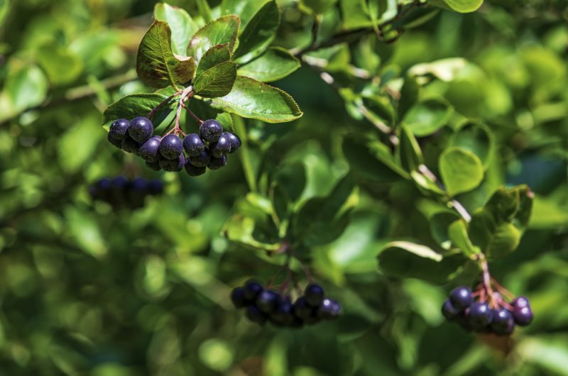 Arônia-negra, fruta cheia de vitaminas