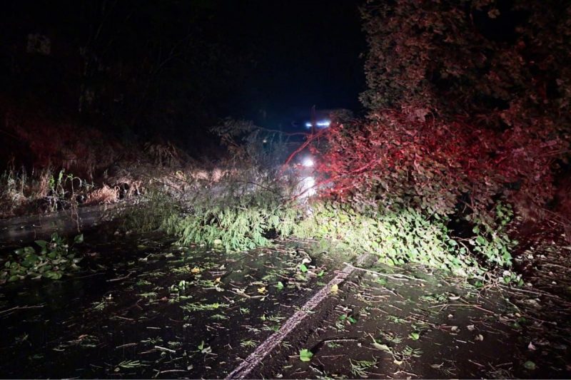 Outra árvore interditou a BR-282 em SMO temporais