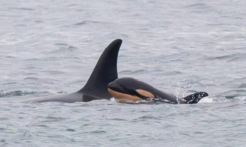 Orca que comoveu o mundo ao lado de filhote que morreu em 2018