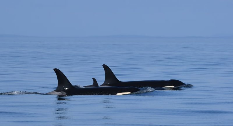 Orca que comoveu o mundo ao lado de filhote que morreu em 2018