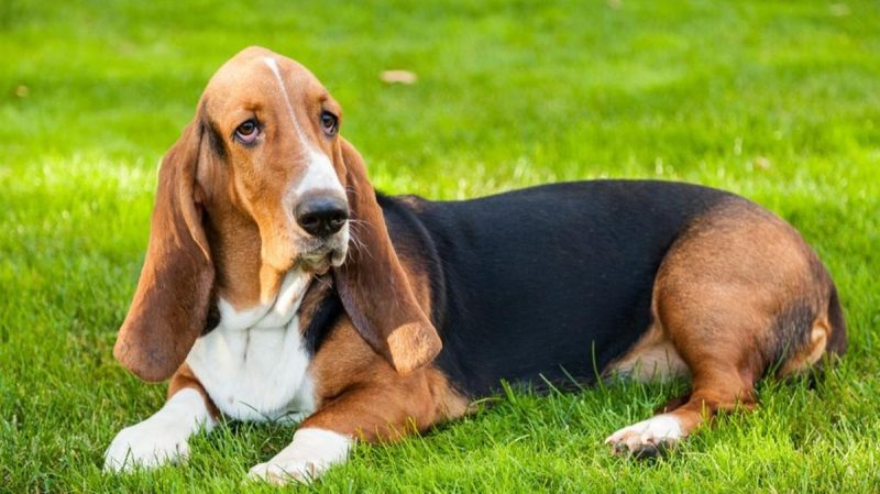 Basset Hound deitado na grama