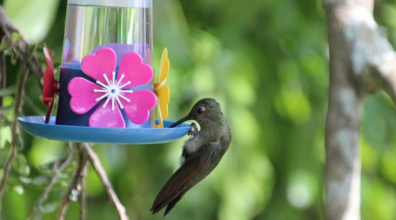 Casa recebendo a visita de um beija-flor 