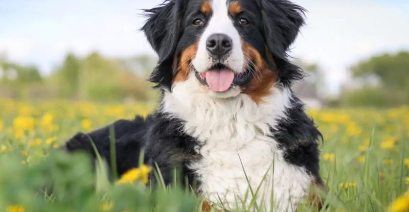 bernese deitado em um campo de flores