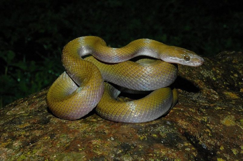 Nova espécie de cobra chamada de Boaedon broadleyi