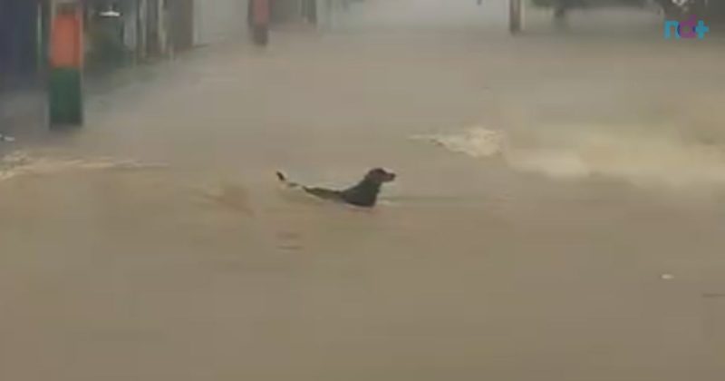 Imagem mostra cachorro arrastado pela correnteza da chuva em Camboriú