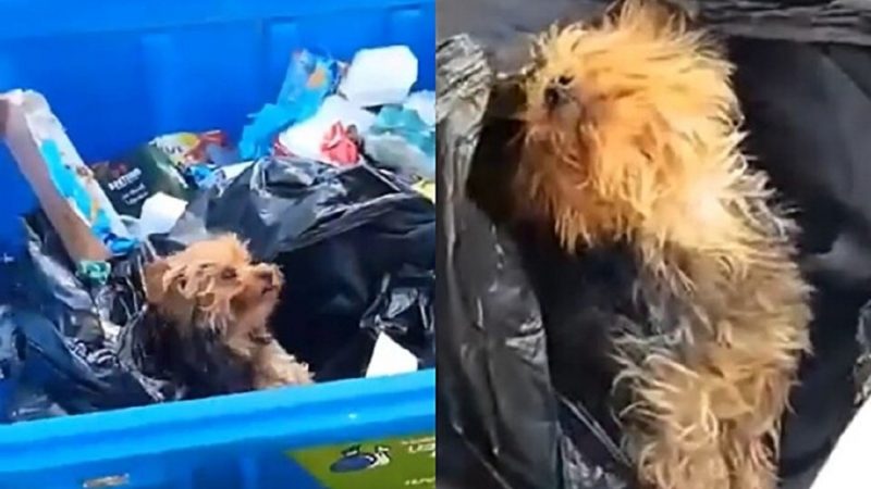 Cachorro encontrado dentro de lixo 