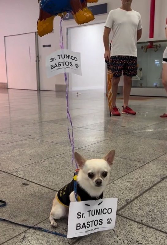 Chihuahua com um balão e uma placa de boas-vindas