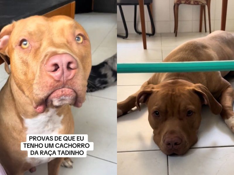 Montagem mostrando o cachorro da raça tadinho