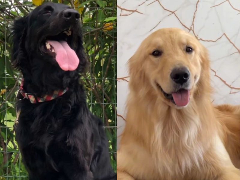 Serena, uma cachorra semelhante à um golden, e Marlinho, um golden retriever 