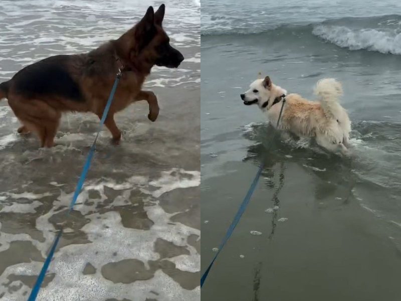 Cachorros durante passeio no mar de praia 