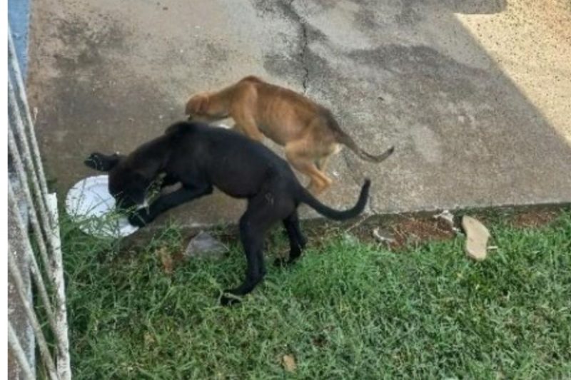 Cães ficaram sob responsabilidade da vizinha 