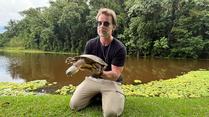 Cágado raro que pode viver até 100 anos é resgatado em SC 