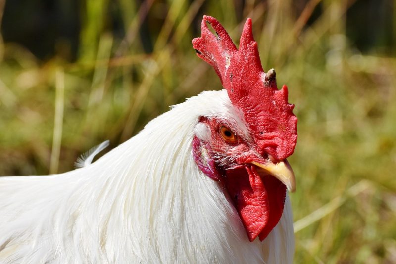 Imagem ilustrativa de caldo de frango