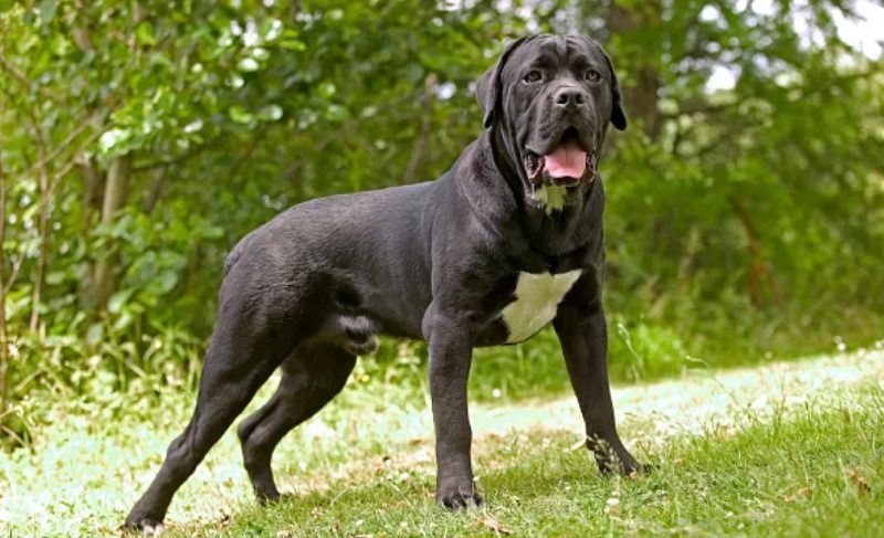 Raças de cachorros cane corso em um fundo verde