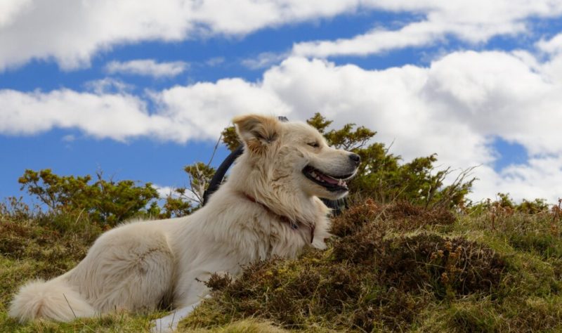 Cão de montanha dos Pirenéus em uma paisagem verde