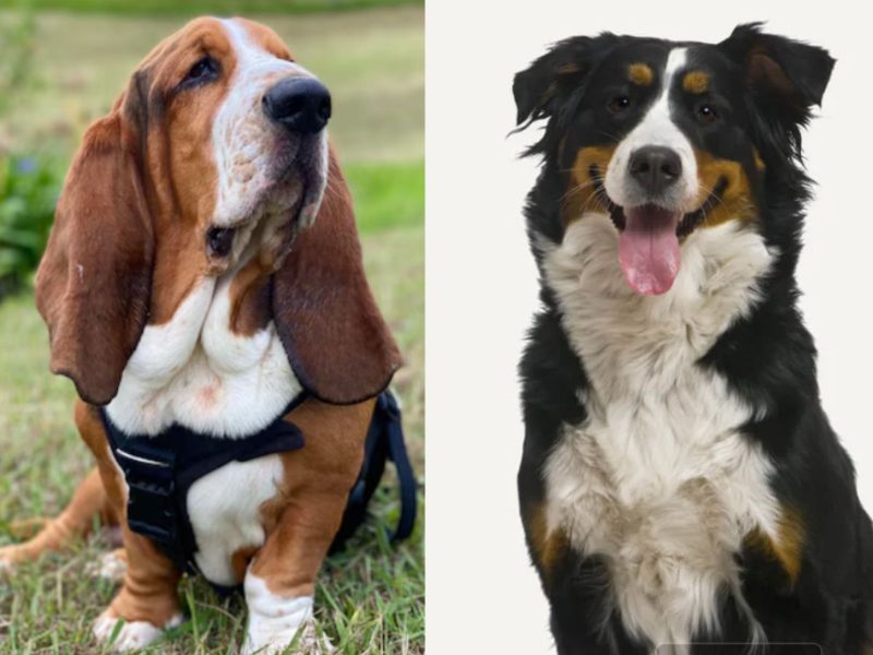 Montagem mostrado dois pets de raças de cachorros tranquilas