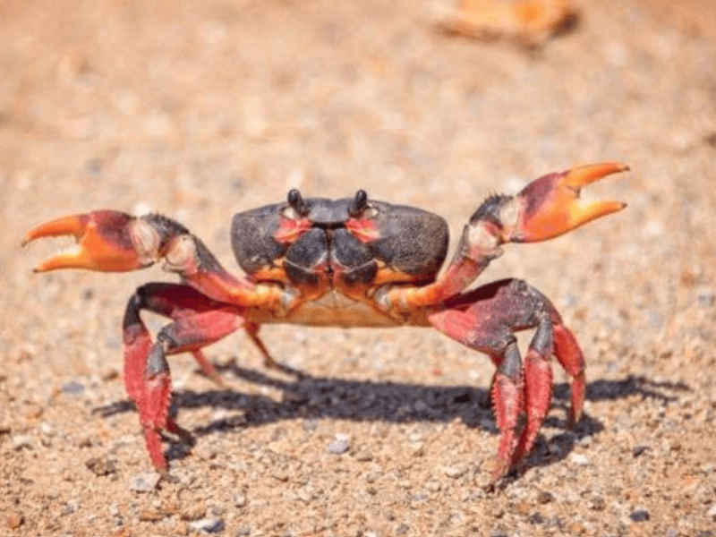 Caranguejo de Serra Leoa na areia