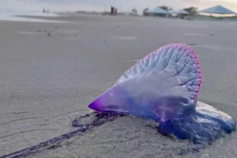 Caravela-portuguesa surge em praias catarinenses no verão