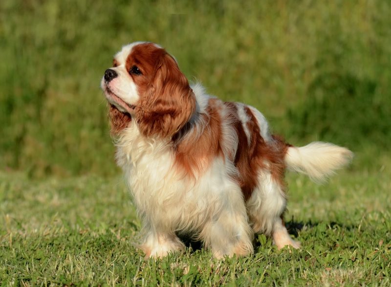 Cavalier King Charles Spaniel em uma área verde