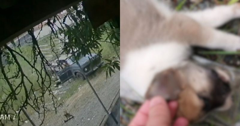 Infestados de carrapatos, cachorros são abandonados em rua de Joinville