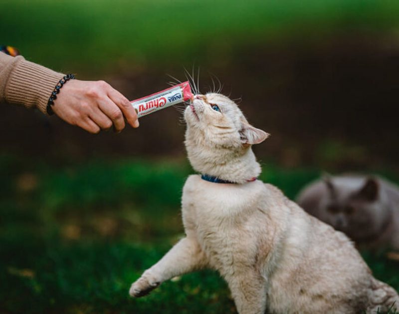 Gatinho comendo churu oferecido por tutor 