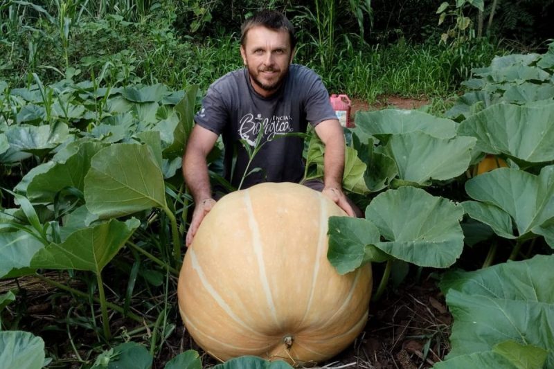 Produtor de SC colhe abóbora gigante com mais de 70 kg