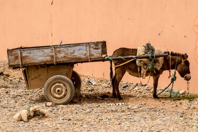  veículos de tração animal 