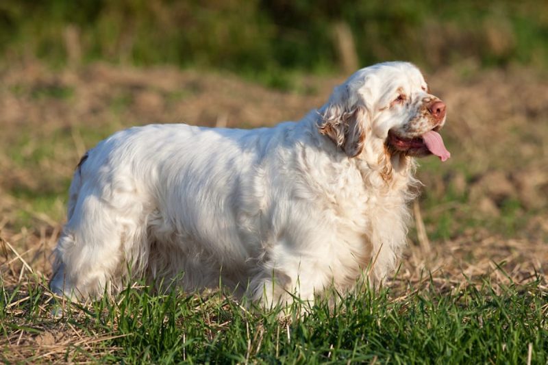 Clumber spaniel em uma paisagem verde