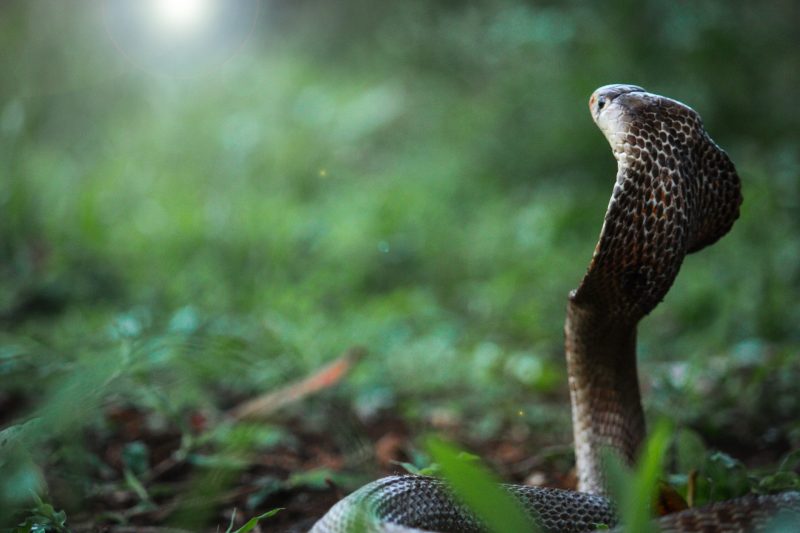 2025 é o ano da serpente, saiba o que esperar 