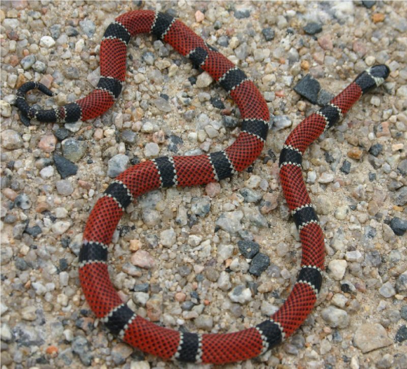 Acidentes com animais peçonhentos: cobra-coral venenosa encontrada em área residencial 