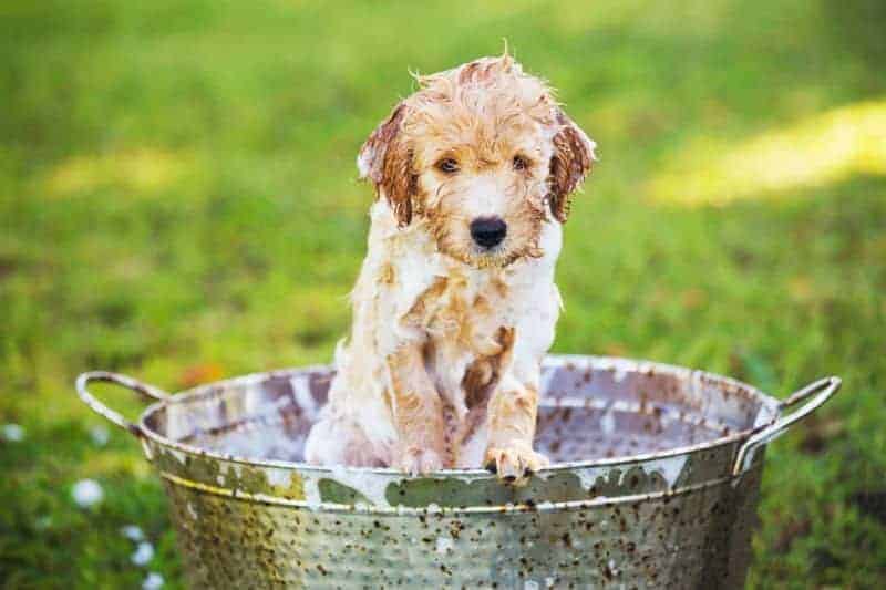 banho em cães 